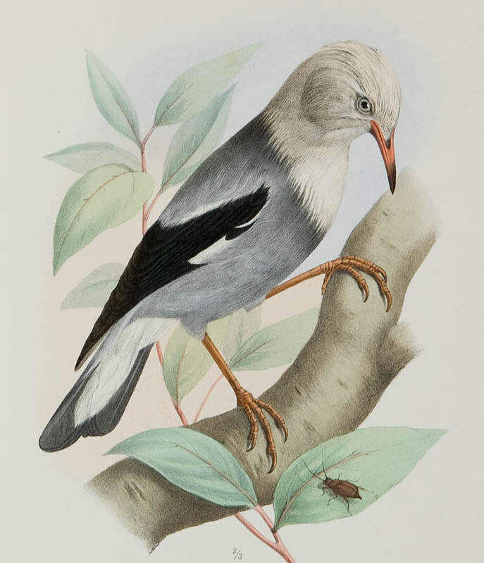 Red-billed Starling