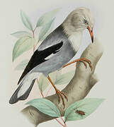 Red-billed Starling