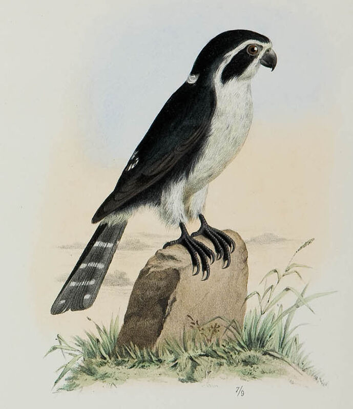 Pied Falconet