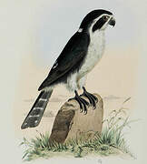 Pied Falconet