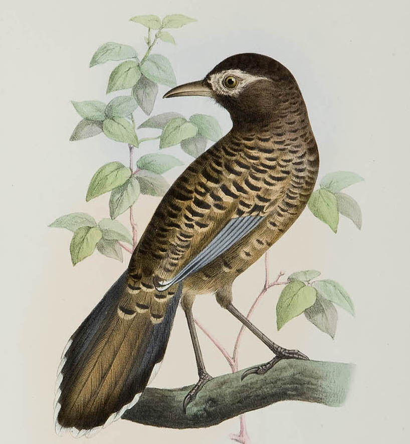 Barred Laughingthrush