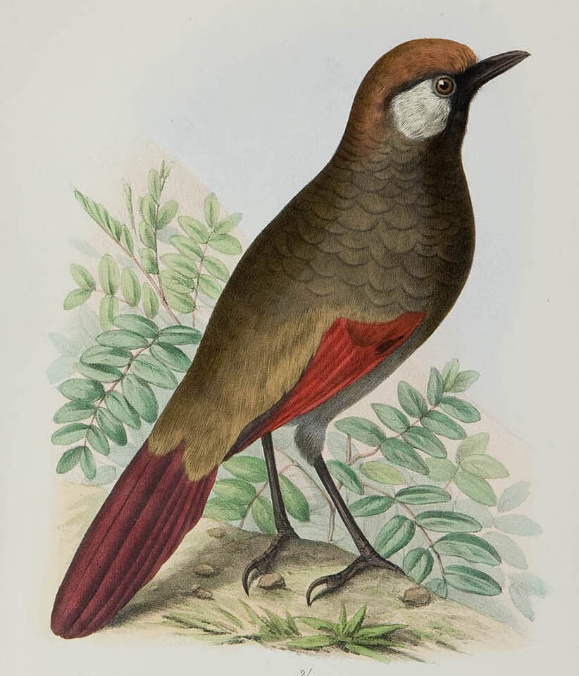 Red-tailed Laughingthrush