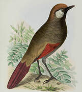 Red-tailed Laughingthrush