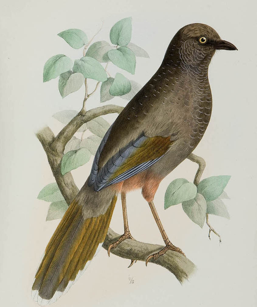 Elliot's Laughingthrush