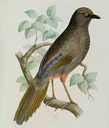 Elliot's Laughingthrush