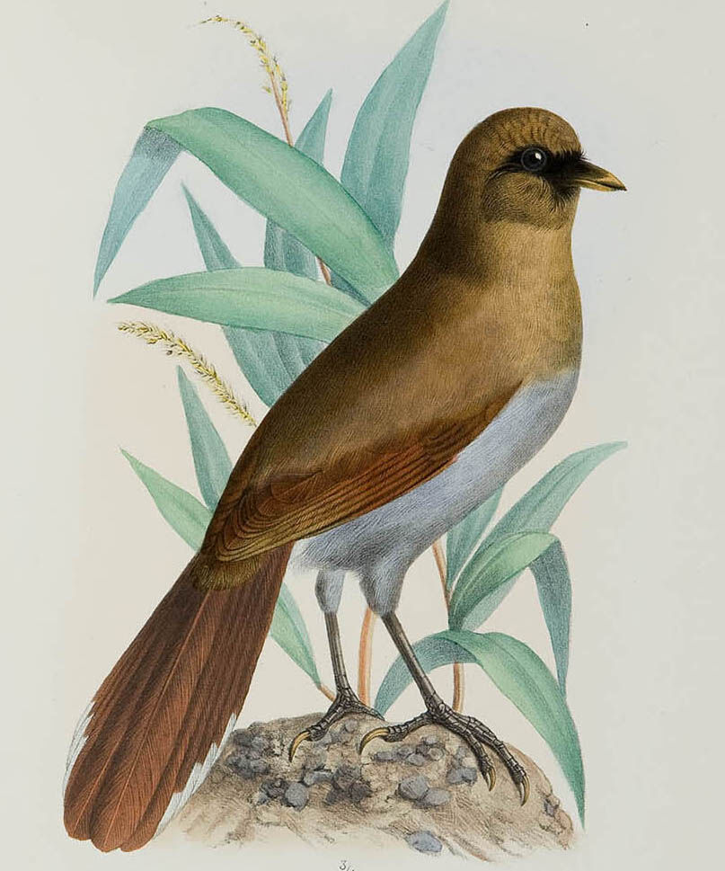 Buffy Laughingthrush