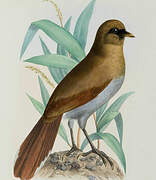 Buffy Laughingthrush