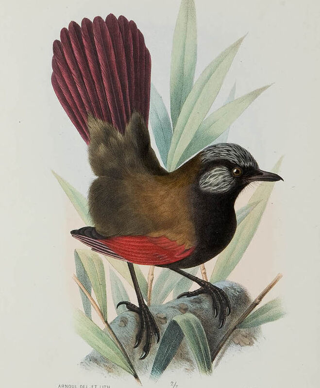Red-winged Laughingthrush