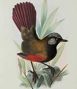 Red-winged Laughingthrush