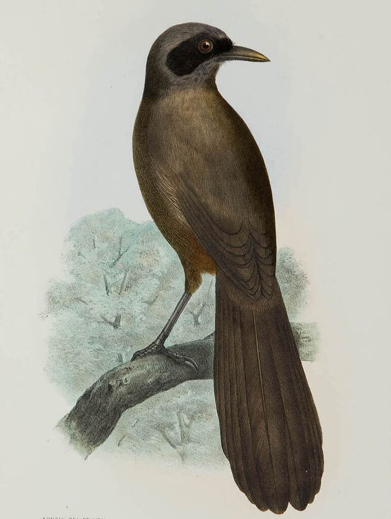 Masked Laughingthrush