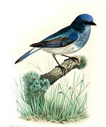 Blue-and-white Flycatcher