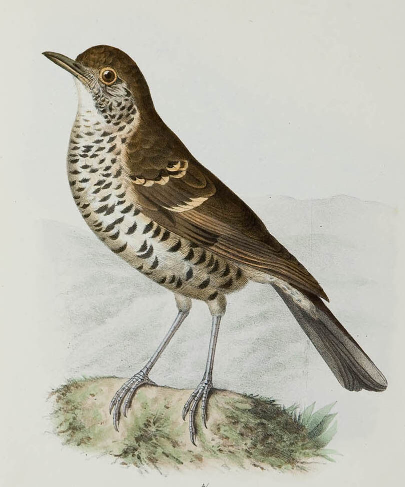 Alpine Thrush