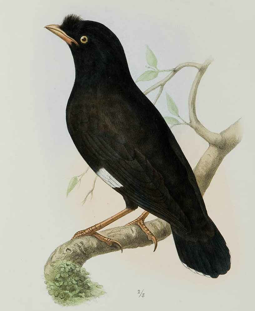 Crested Myna