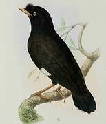 Crested Myna