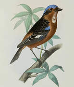 White-throated Rock Thrush