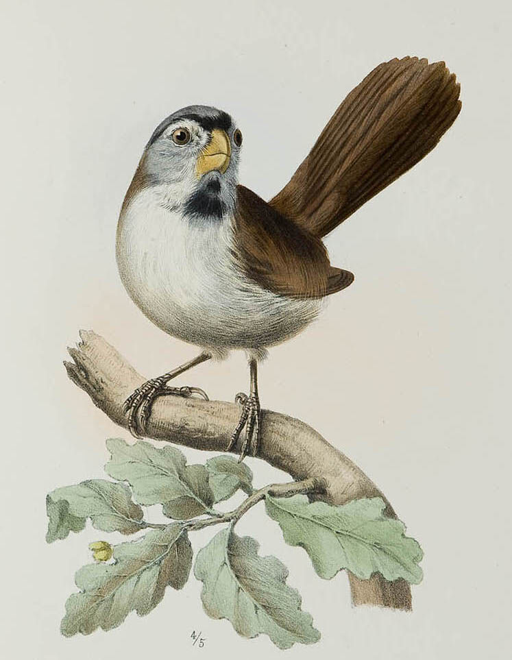 Grey-headed Parrotbill