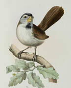 Grey-headed Parrotbill