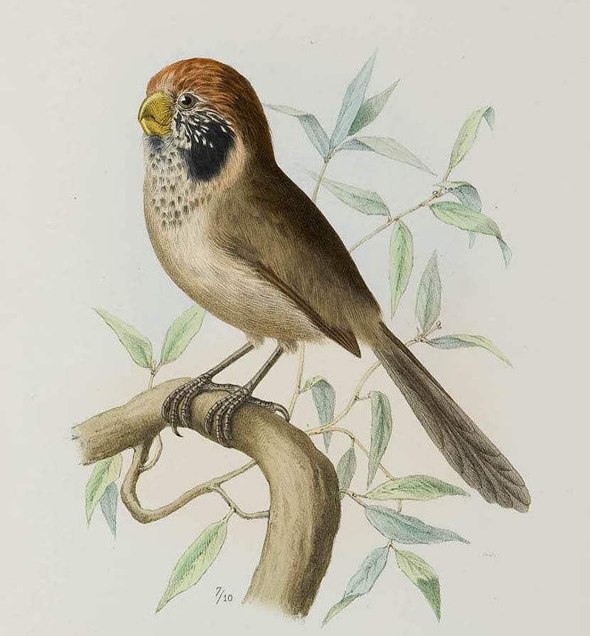 Spot-breasted Parrotbill