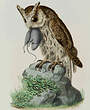 Petit-duc indien