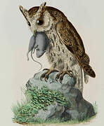 Indian Scops Owl