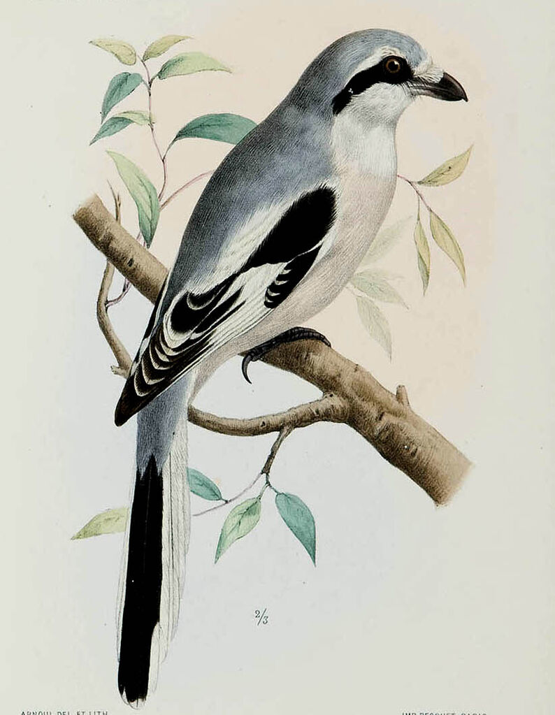 Chinese Grey Shrike