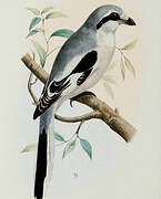 Giant Grey Shrike