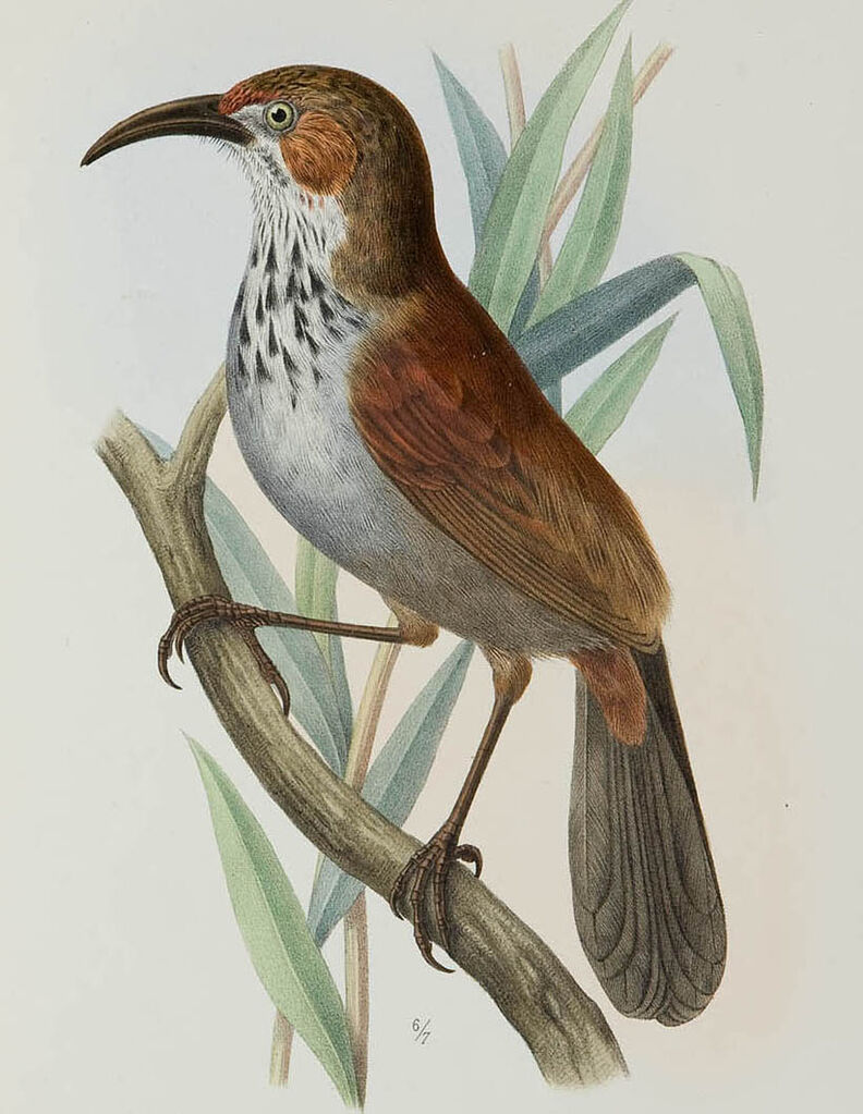 Grey-sided Scimitar Babbler