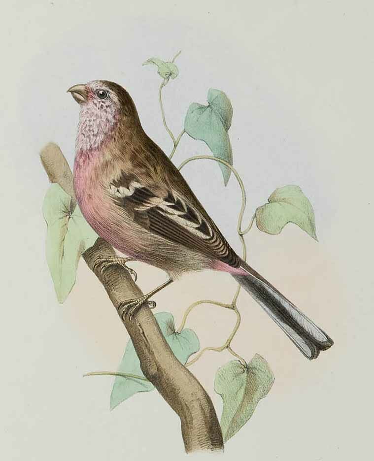 Siberian Long-tailed Rosefinch