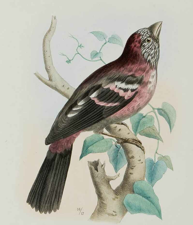 Three-banded Rosefinch