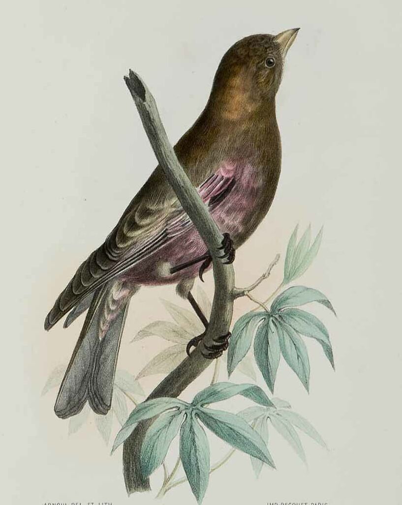 Roselin brun