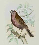 Dark-rumped Rosefinch