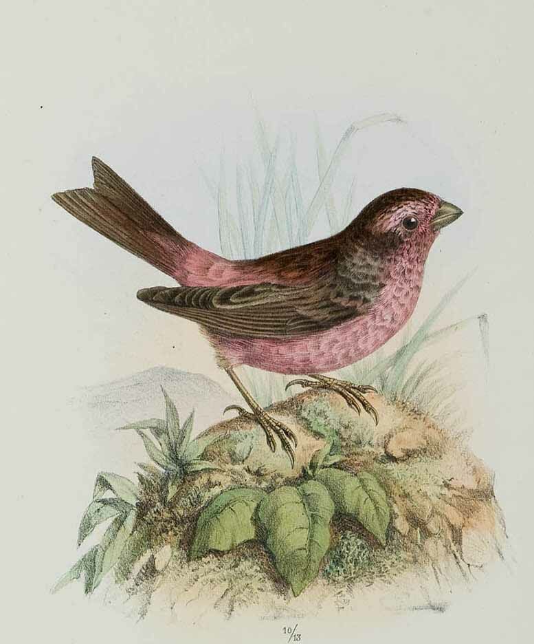 Chinese Beautiful Rosefinch