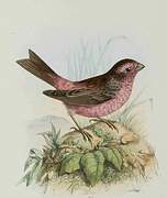 Chinese Beautiful Rosefinch