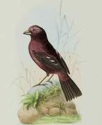 Vinaceous Rosefinch