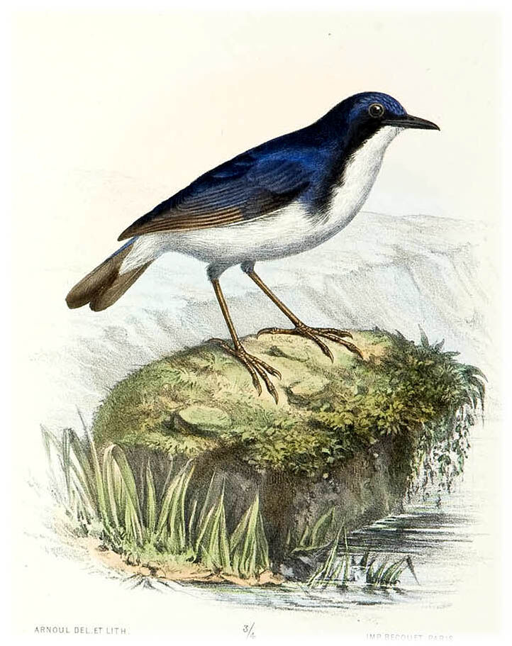 Siberian Blue Robin