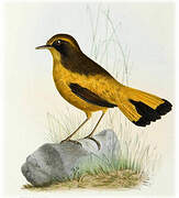 Golden Bush Robin