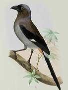 Grey Treepie