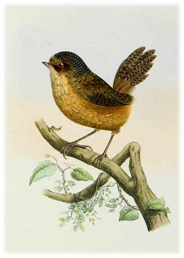 Bar-winged Wren-Babbler