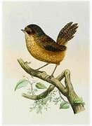 Bar-winged Wren-Babbler