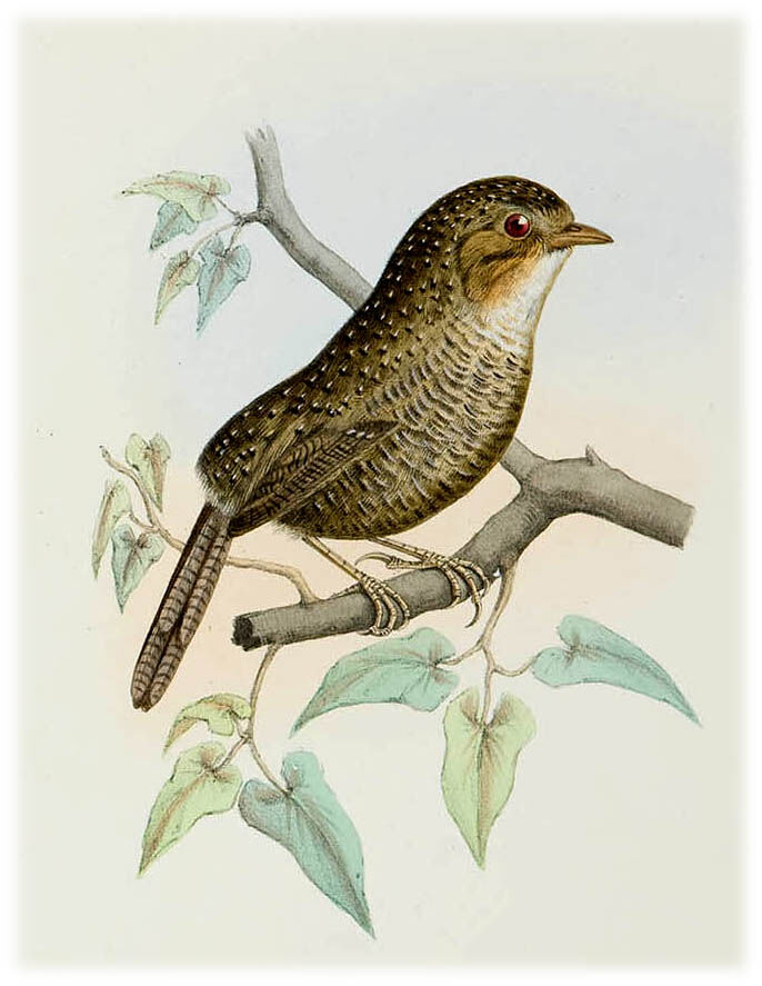 Bar-winged Wren-Babbler