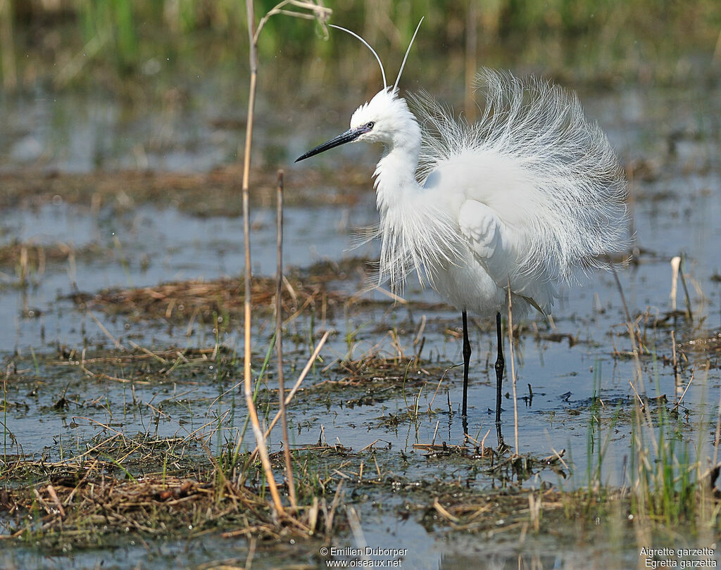 Aigrette garzette, identification