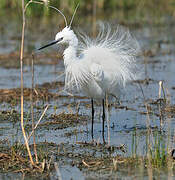 Little Egret