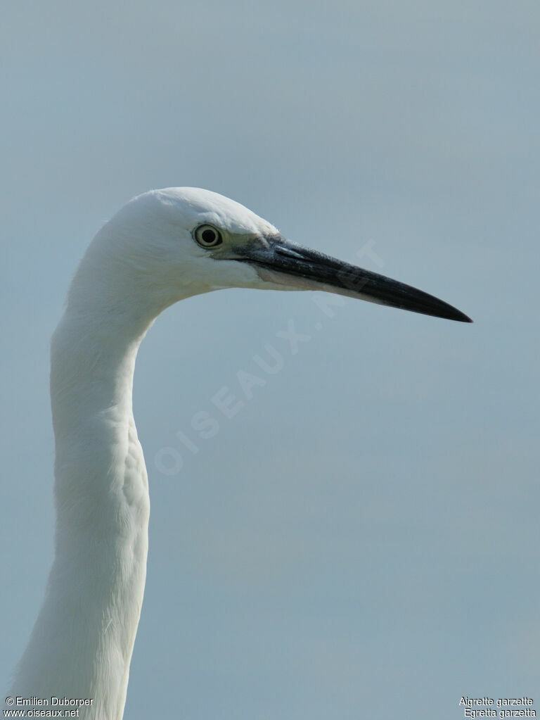 Little Egret