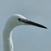 Little Egret