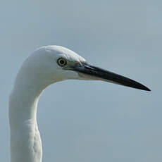 Aigrette garzette