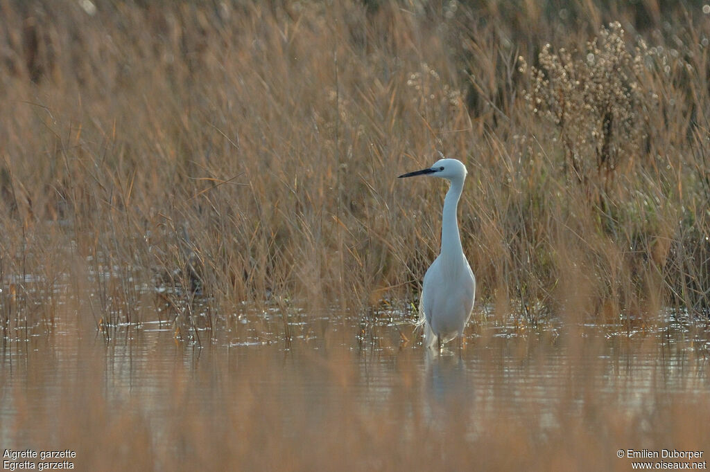 Little Egret, Behaviour