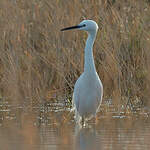 Aigrette garzette