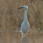 Little Egret