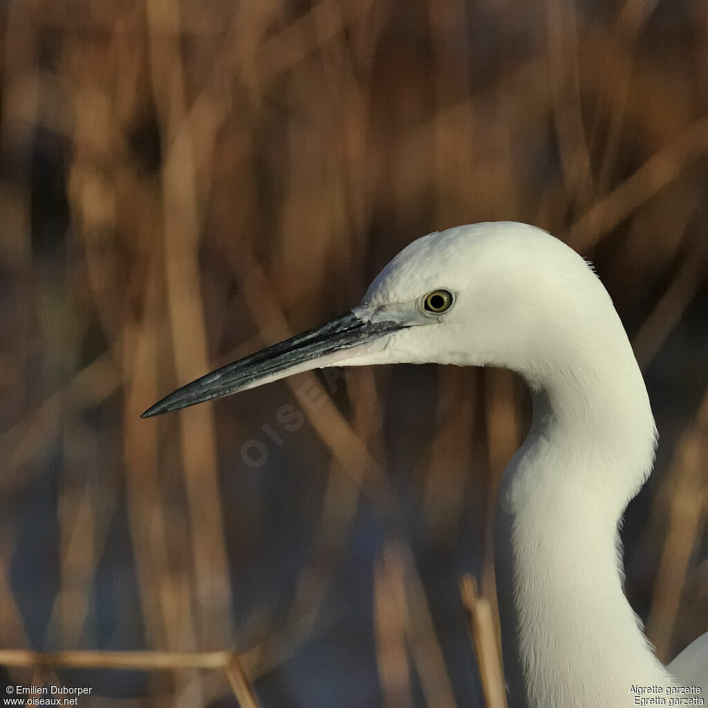 Little Egret