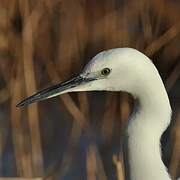 Aigrette garzette